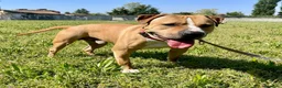 Meticcio cani in regalo: PABLO CERCA CASA - Annuncio 5