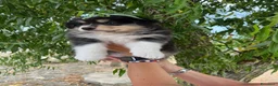 Australian Shepherd cani in vendita: Femmina Australian shepherd pastore australiano  - Annuncio 9
