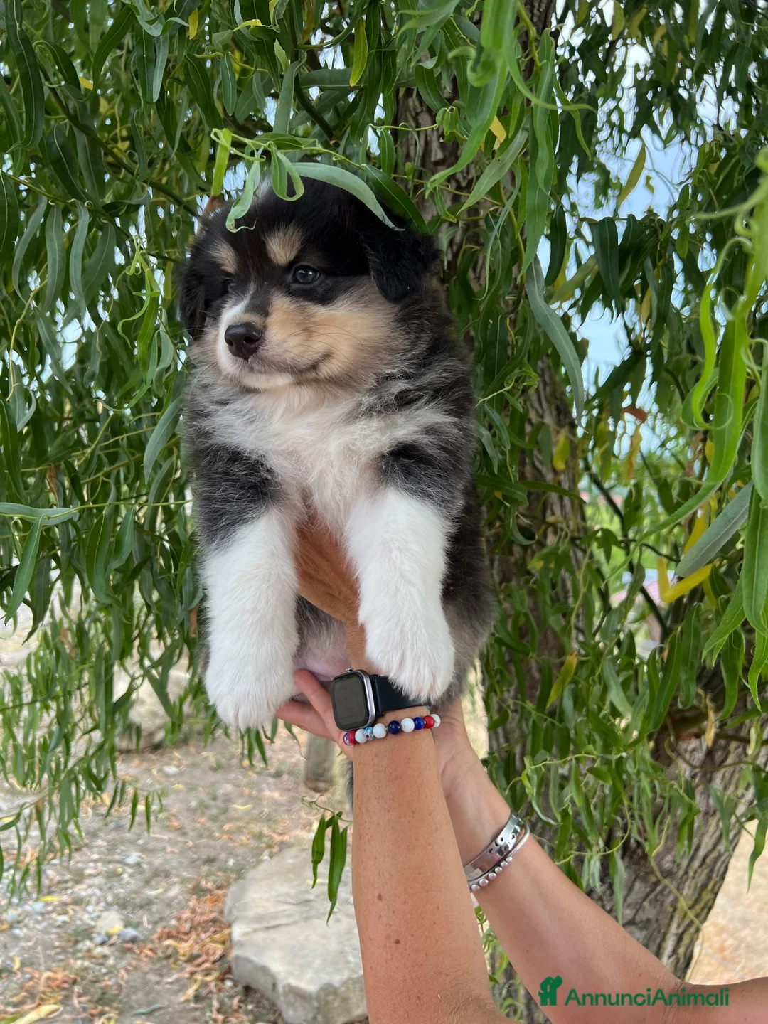 Australian Shepherd cani in vendita: Femmina Australian shepherd pastore australiano  - Annuncio 9
