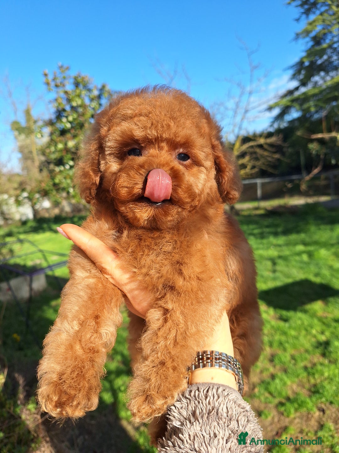 Barboncino cani in vendita: Cucciolata TOY RED con PEDIGREE ENCI + test - Annuncio 7