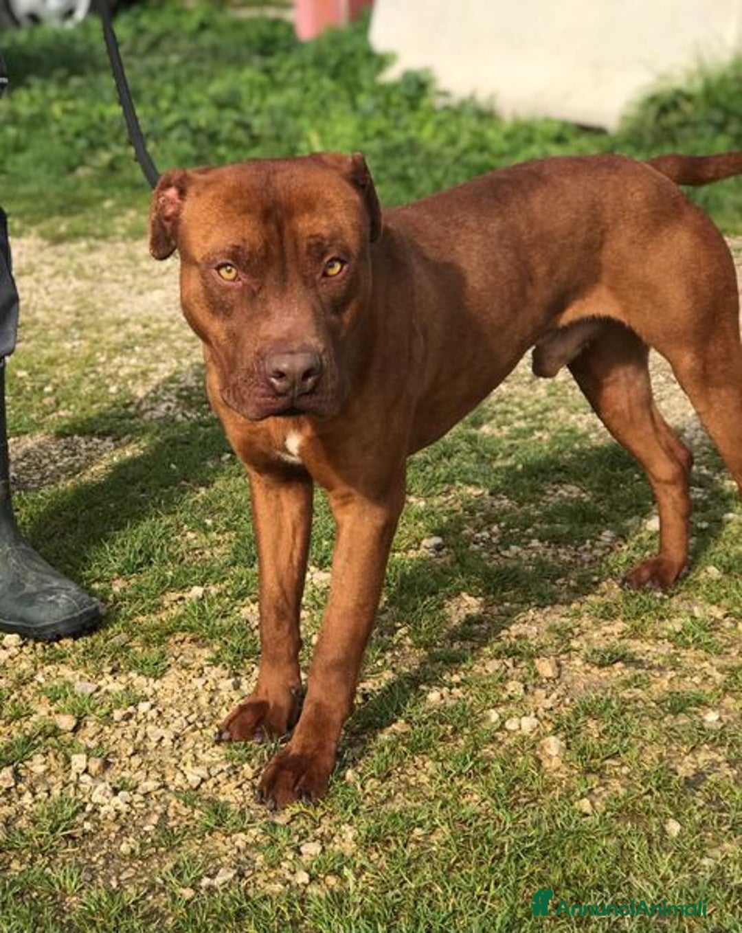 Meticcio cani in regalo: EVANDER, sguardo malinconico che conquista tutti a Provincia di Latina - Annuncio 8