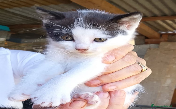 Altre razze gatti a Provincia di Latina - Annuncio 20