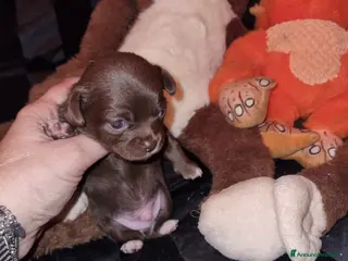 Chihuahua cani Cuccioli di chihuahua toy - Annuncio 2