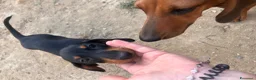 Bassotto cani in vendita: Bassotto nano/Kaninchen  - Annuncio 5