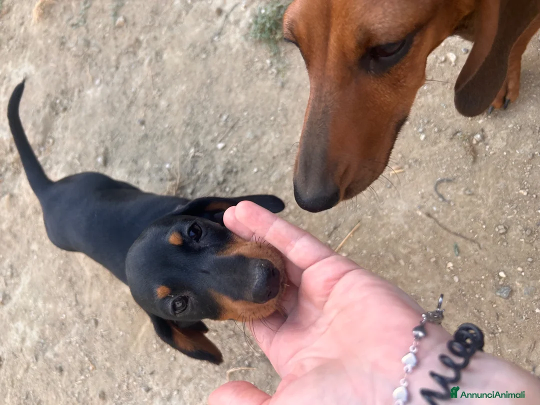 Bassotto cani in vendita: Bassotto nano/Kaninchen  - Annuncio 5