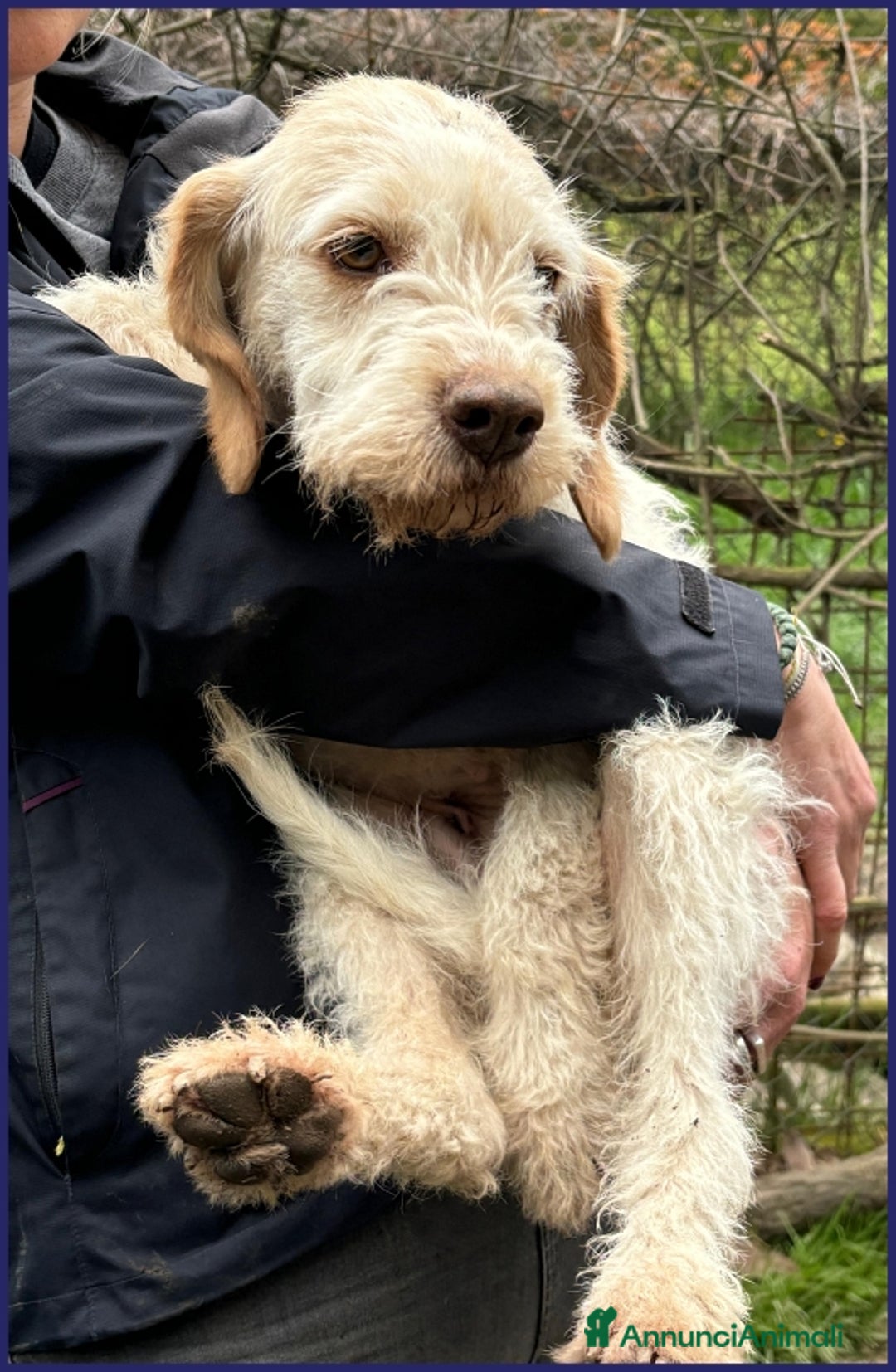 Spinone cani in regalo: SPIGA, TENERA SPINONCINA 3 ANNI, E' TIMOROSA MA PR a Città metropolitana di Milano - Annuncio 13