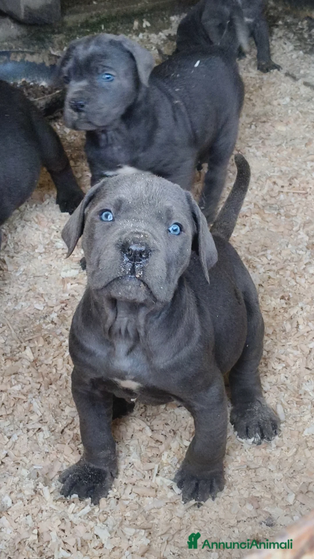 Cane Corso cani in vendita: Cuccioli cane corso  - Annuncio 5