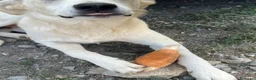 Meticcio cani in regalo: Pluto a Provincia di Savona - Annuncio 3