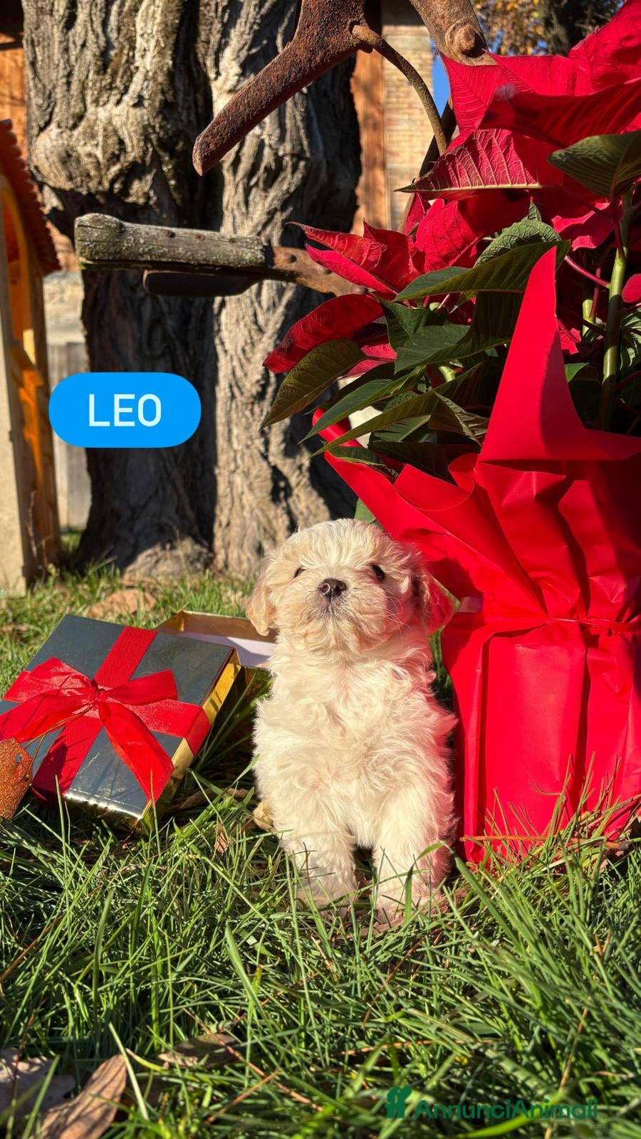 Meticcio cani maltipoo - Annuncio 4