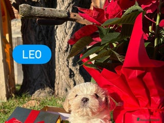 Meticcio cani maltipoo - Annuncio 1
