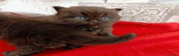 British gatti in vendita: British chocolate con pedigree  - Annuncio 3