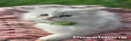 British gatti in vendita: Cuccioli British Golden e Silver - Annuncio 14