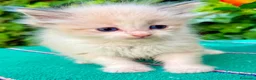 Ragdoll gatti in vendita: cucciola di ragdoll - Annuncio 5