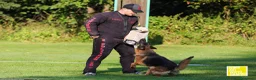 Pastore Tedesco cani in vendita: Allevamento di Terra Scura a Provincia di Salerno - Annuncio 30
