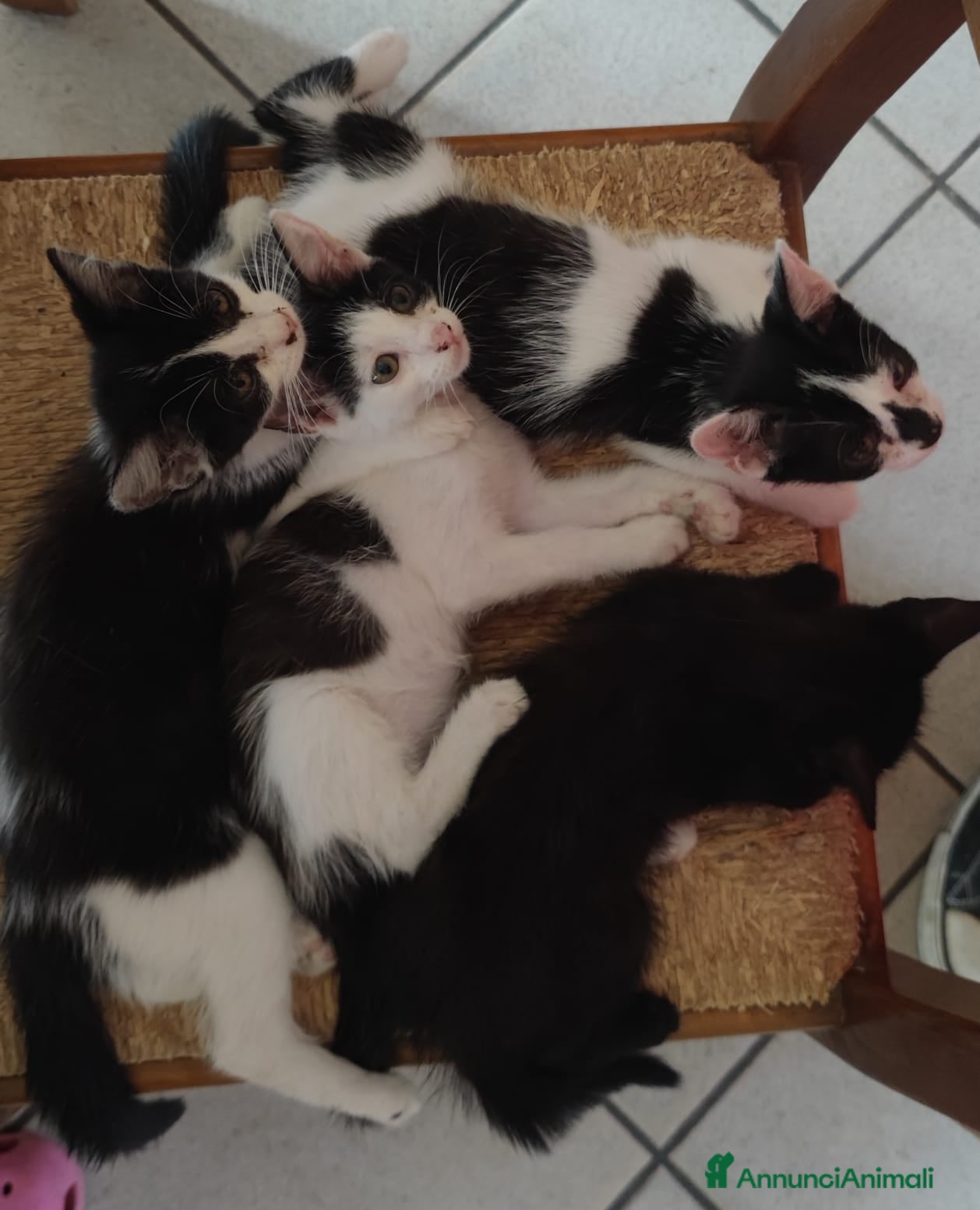 Altre razze gatti Gattine in regalo! 📍VCO, Piemonte - Annuncio 3