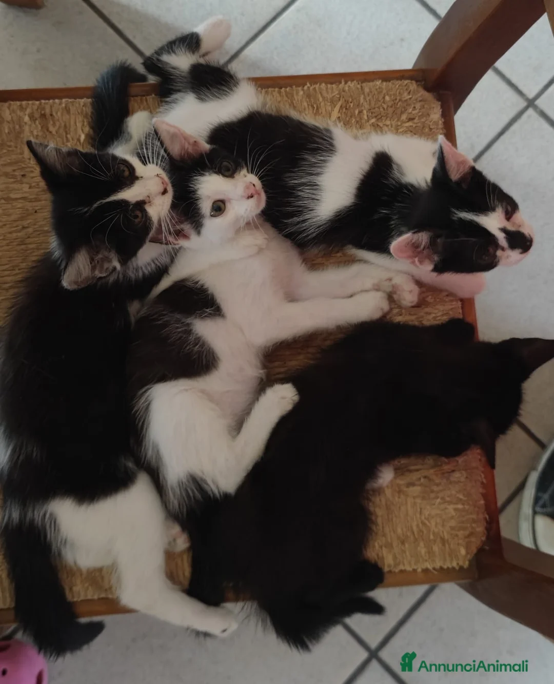 Altre razze gatti in regalo: Gattine in regalo! 📍VCO, Piemonte - Annuncio 1