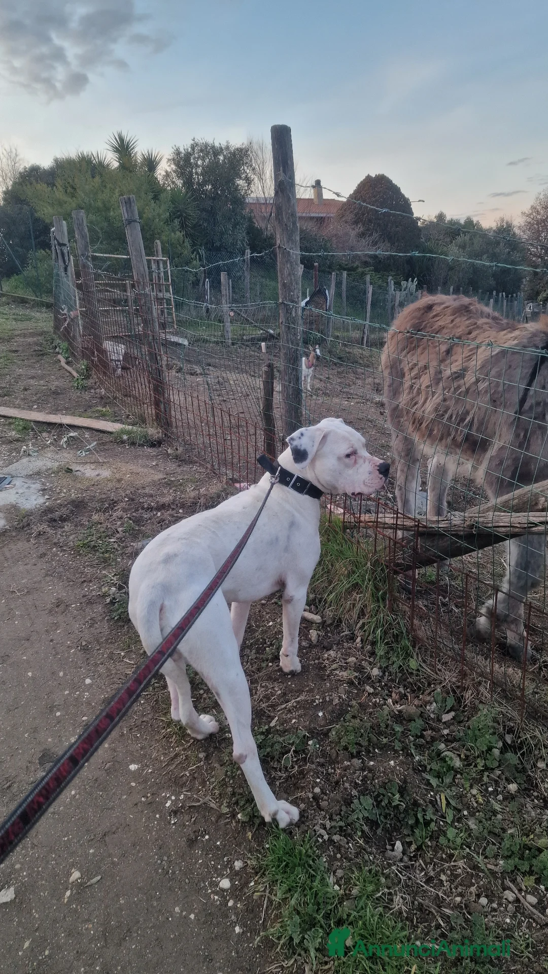 Dogo Argentino cani in regalo: Dogo argentino - Annuncio 1