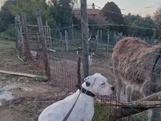 Dogo Argentino cani Dogo argentino - Annuncio 35