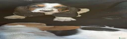 Bassethound cani in vendita: basset hound  a Provincia di Avellino - Annuncio 7