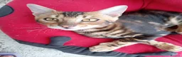 Bengala gatti in vendita: Cucciolo Bengala affettuosi e giocherelloni - Annuncio 5