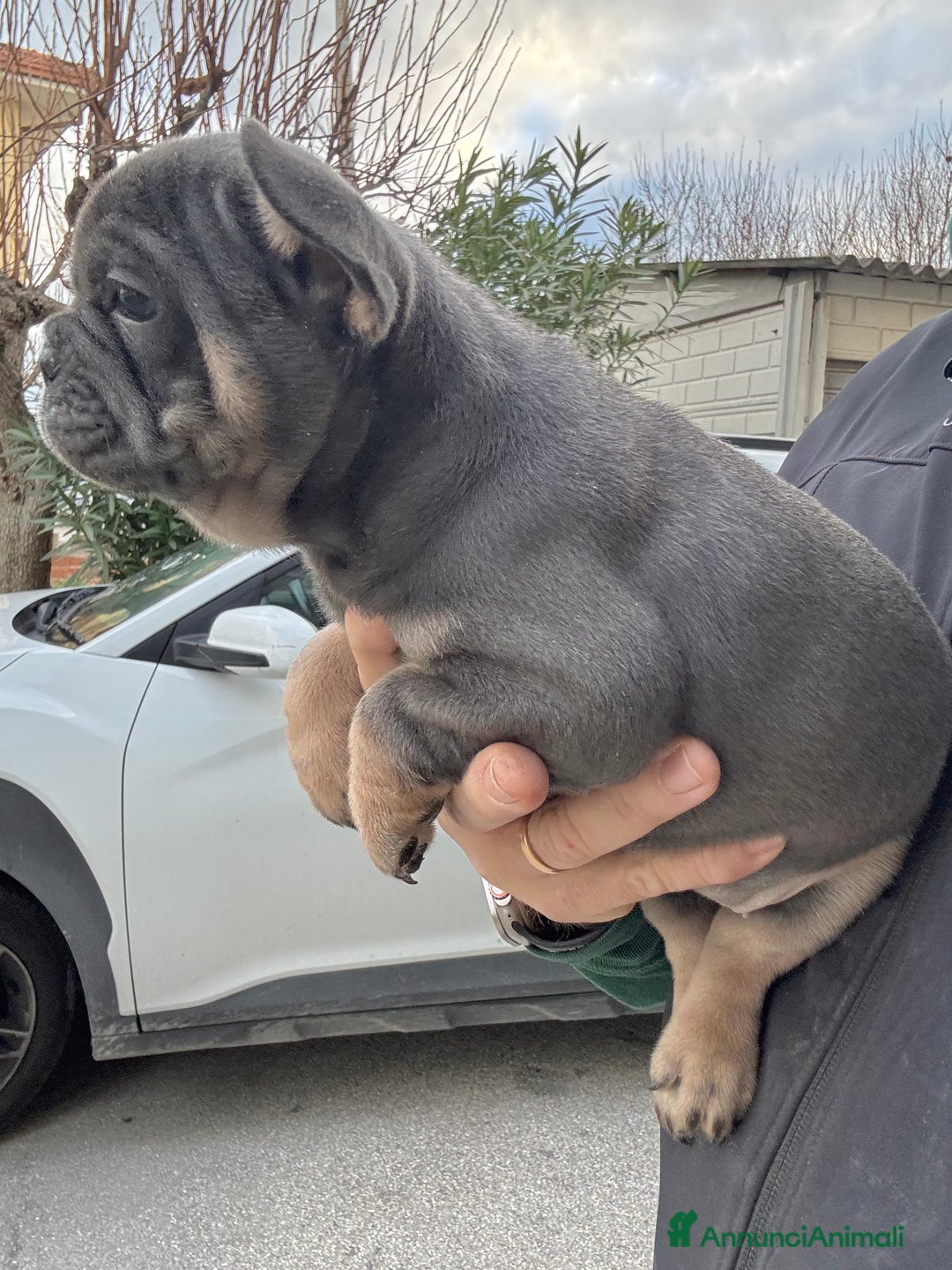 Bulldog Francese cani in vendita: Bulldog francese  - Annuncio 4