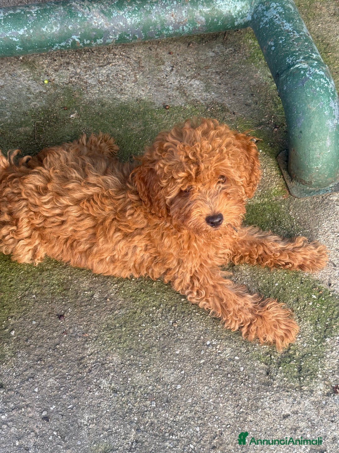 Barboncino cani in vendita: Cuccioli di barboncino con pedigree Enci  - Annuncio 3