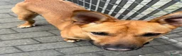 Meticcio cani in regalo: SIMBA LUPETTO  - Annuncio 9