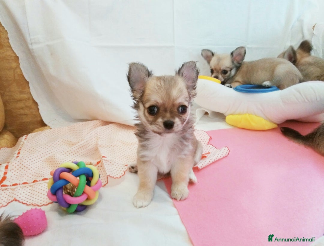 Chihuahua cani in vendita: Chihuahua Femmina a pelo lungo con Pedegree Enci  - Annuncio 13