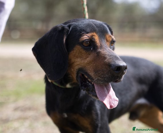 Meticcio cani a Provincia di Lecco - Annuncio 10