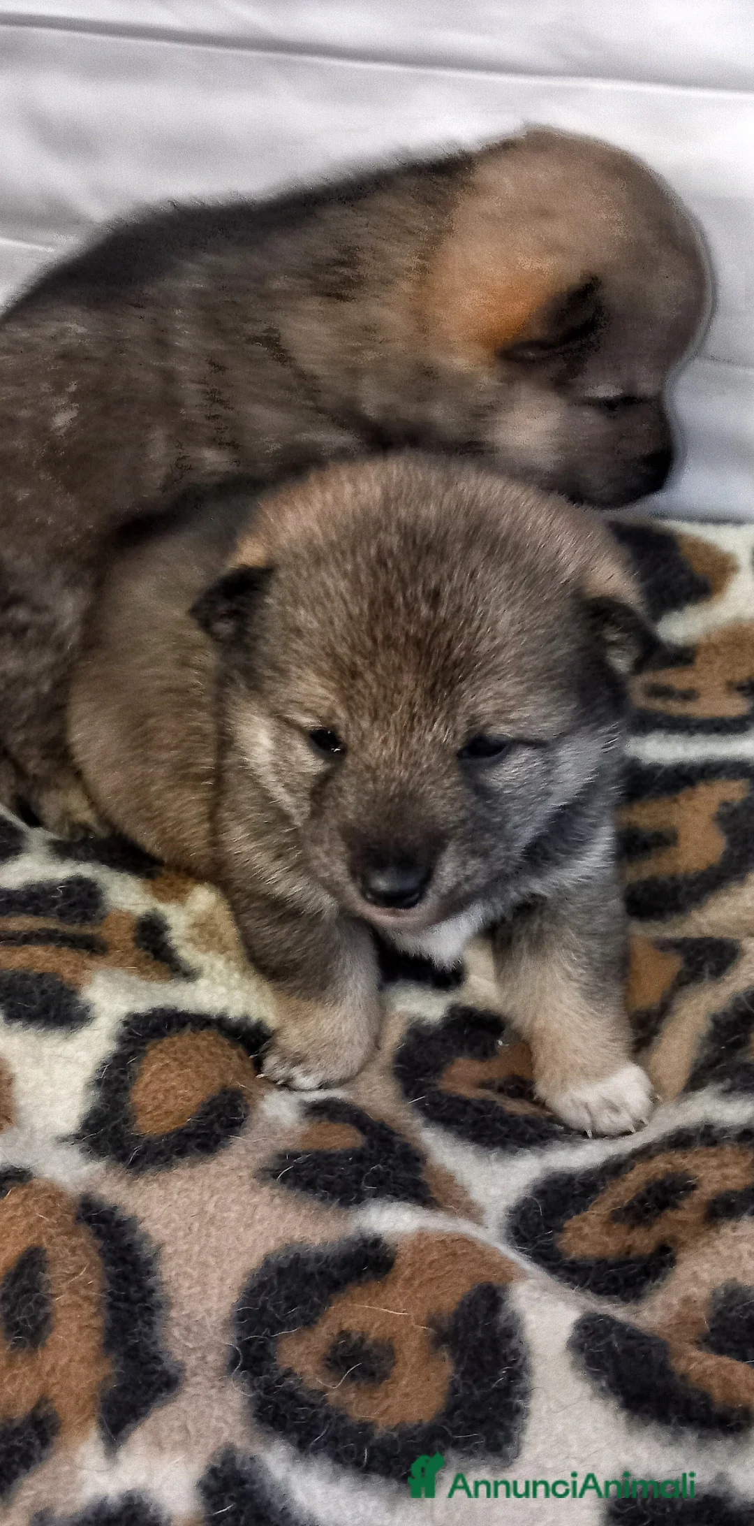 Shiba Inu cani in vendita: Cuccioli di shiba inu pedigree  a Provincia di Ferrara - Annuncio 4