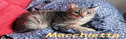 Europeo gatti in regalo: Sei mesi. Un nome tenero: MACCHIETTA - Annuncio 3