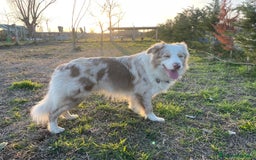 Border Collie cani per accoppiamento: Border Collie Lilac Merle disponibile per monte. a Città Metropolitana di Venezia - Immagine 9