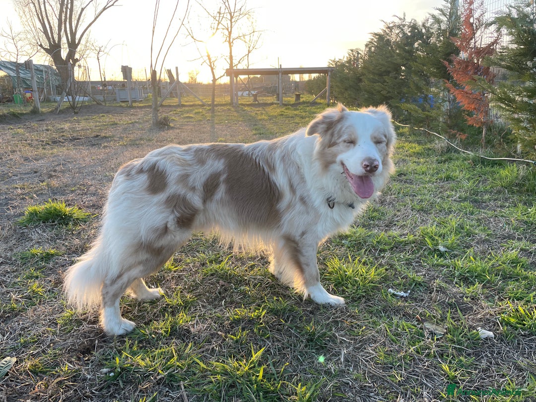 Border Collie cani per accoppiamento: Border Collie Lilac Merle disponibile per monte. a Città Metropolitana di Venezia - Immagine 9