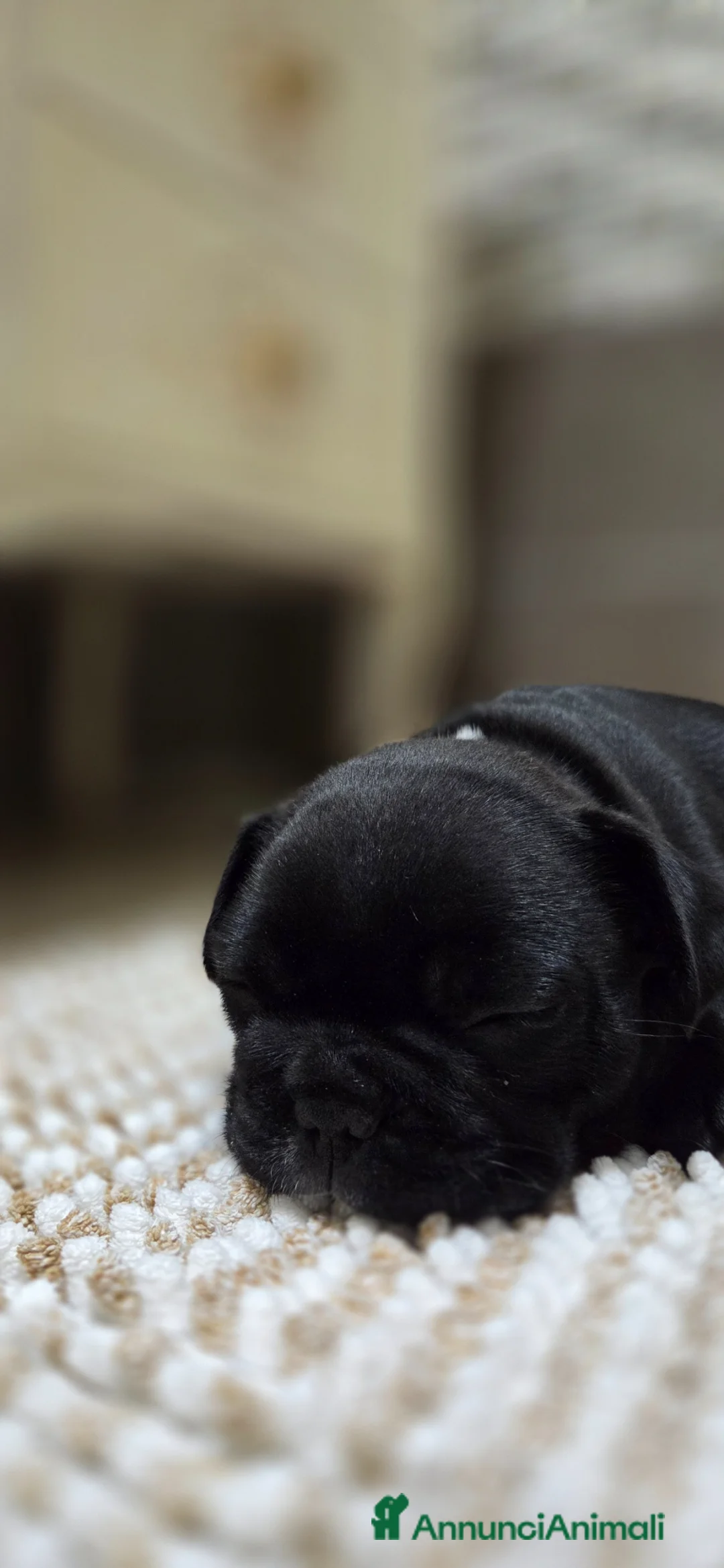 Bulldog Francese cani in vendita: Bulldog francese maschio-cucciolo disponibile  - Annuncio 2