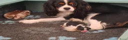 Cavalier King cani in vendita: Cuccioli di Cavalier King pedigree ed affisso Enci a Provincia di Barletta-Andria-Trani - Annuncio 10