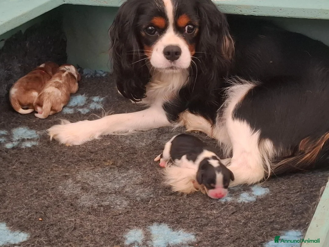 Cavalier King cani in vendita: Cuccioli di Cavalier King pedigree ed affisso Enci a Provincia di Barletta-Andria-Trani - Annuncio 10