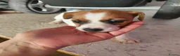 Jack Russell cani in vendita: Bellissimo cuccioli di Jack Russell terrier  a Provincia di Benevento - Annuncio 4