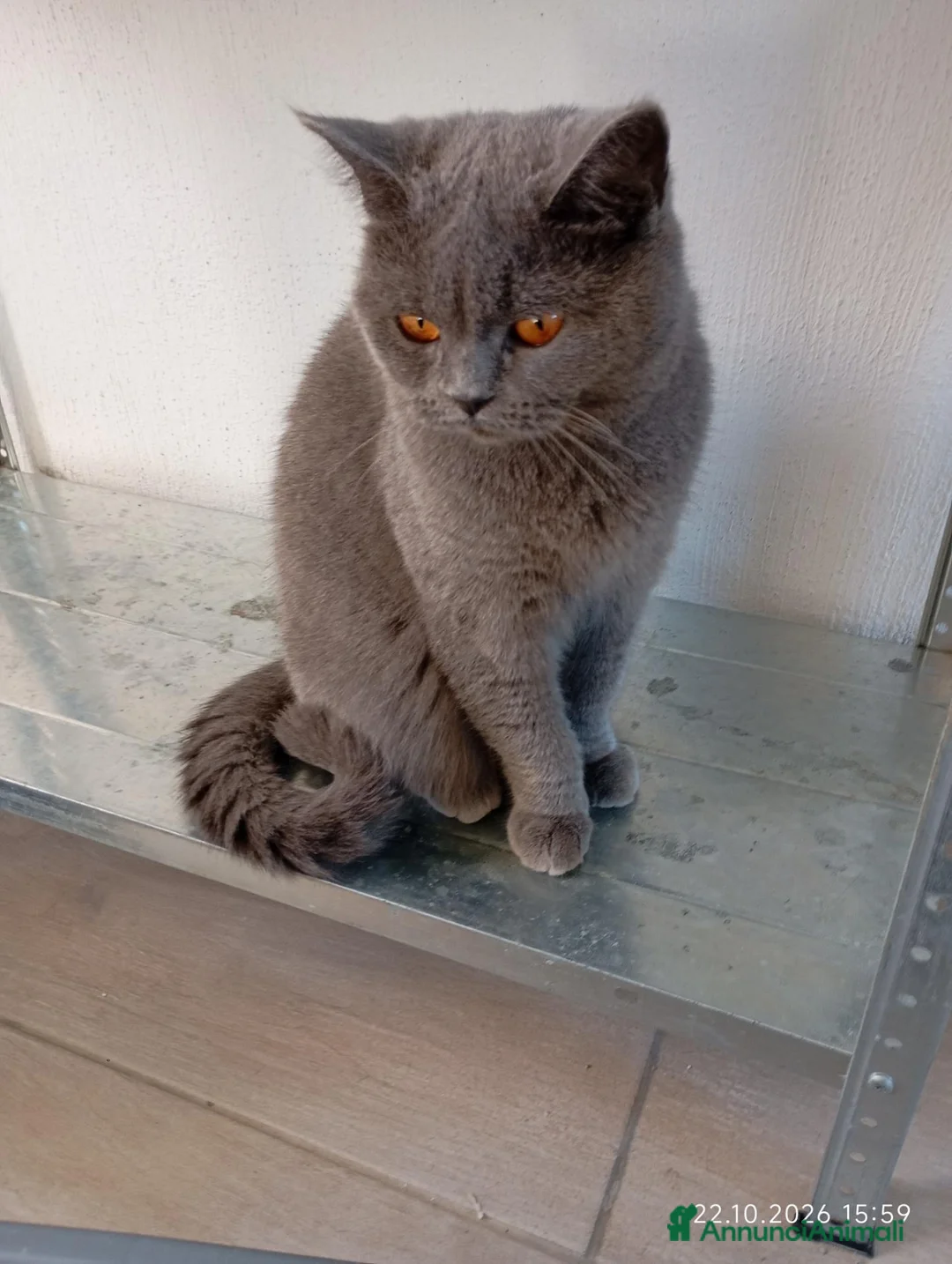 British gatti in vendita: BRITISH SHORTHAIR FEMMINA  - Annuncio 1