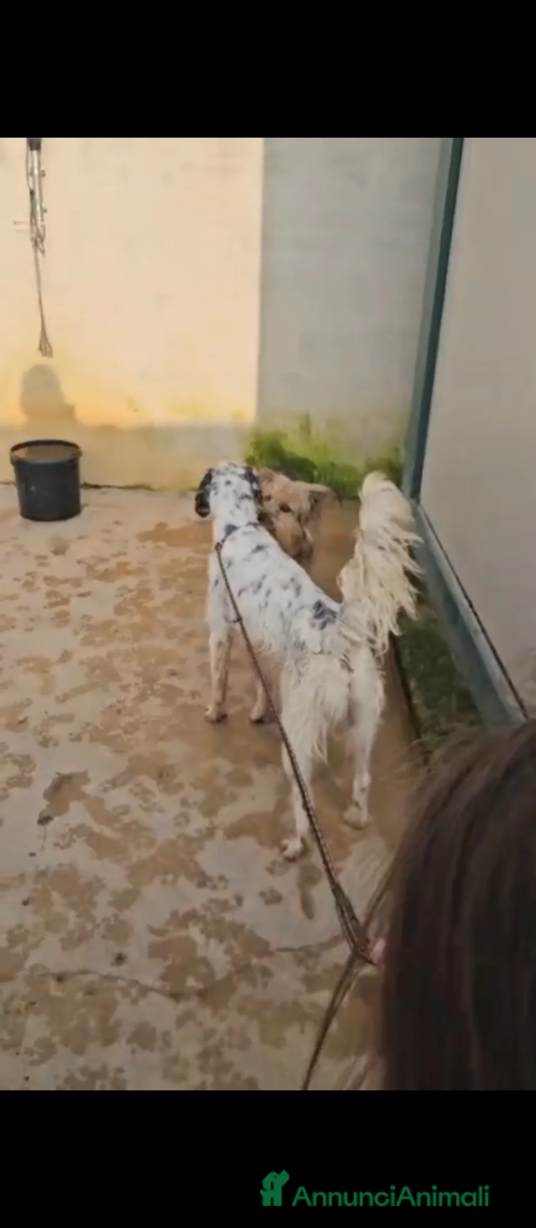 Setter Inglese cani in regalo: Zeus: giovane setter socievole equilibrato  - Annuncio 3