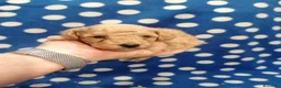 Barboncino cani in vendita: Barboncini nani cuccioli - Annuncio 6