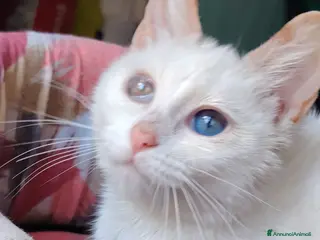 Altre razze gatti GATTINI ABBANDONATI: URGENTE - Annuncio 3