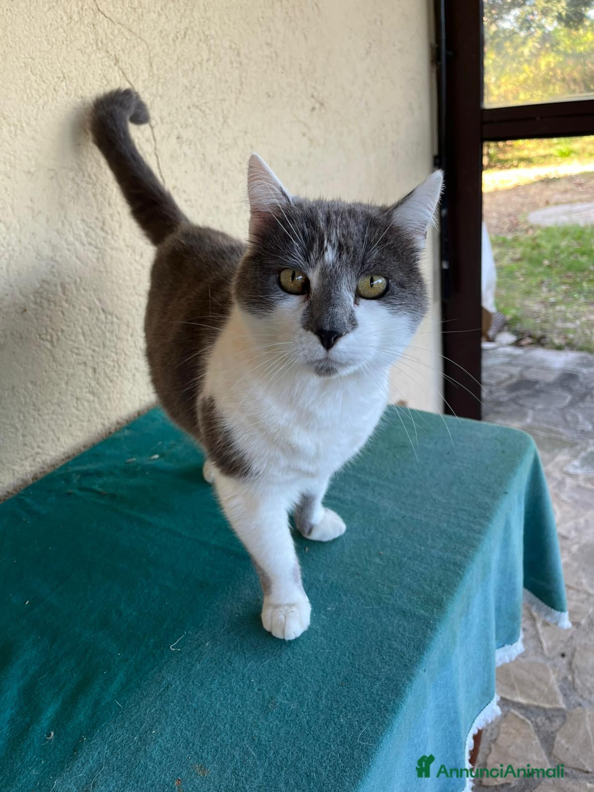 Europeo gatti Due Gatti Adulti Buoni - Annuncio 27