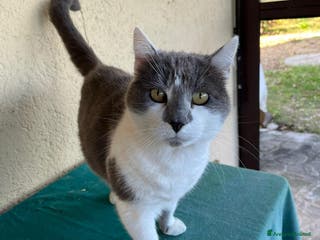 Europeo gatti Due Gatti Adulti Buoni - Annuncio 27