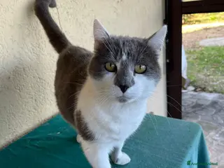 Europeo gatti Due Gatti Adulti Buoni - Annuncio 41