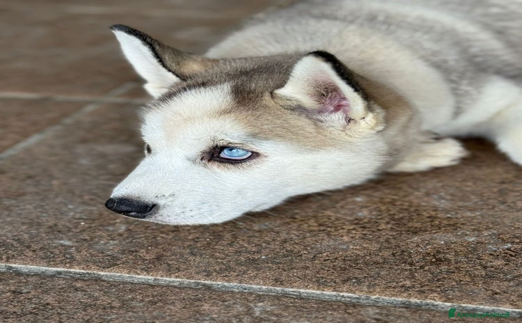 Husky cani a Provincia di Vibo Valentia - Annuncio 7
