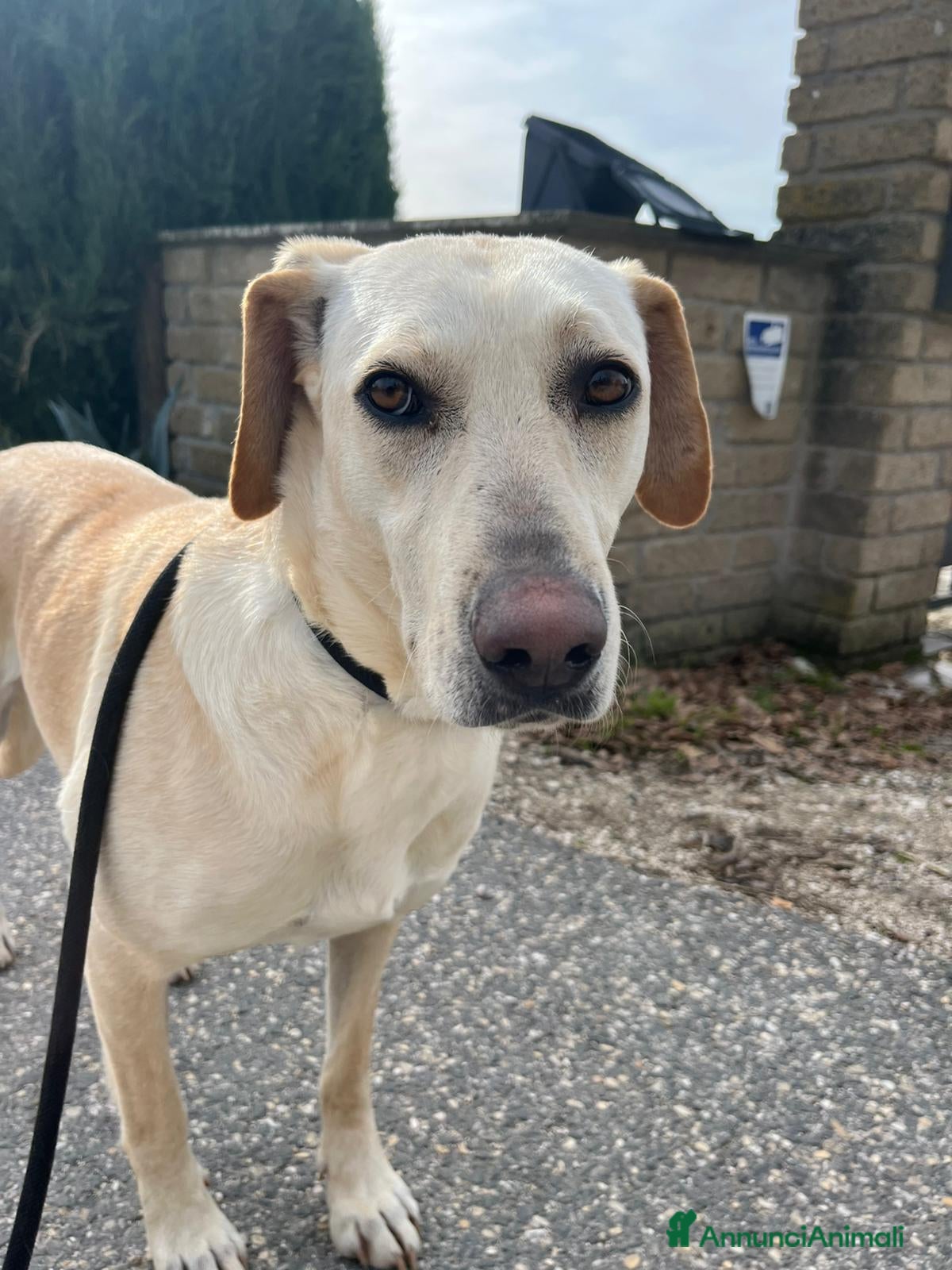 Meticcio cani BERTA UNA MAMMA SPECIALE, IN ADOZIONE - Annuncio 26