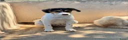 Meticcio cani in regalo: Bea femmina  a Provincia di Parma - Annuncio 5