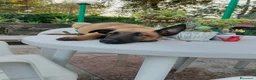 Pastore Belga cani in vendita: Cucciolata Pastore Belga Malinois in Italia  - Annuncio 4