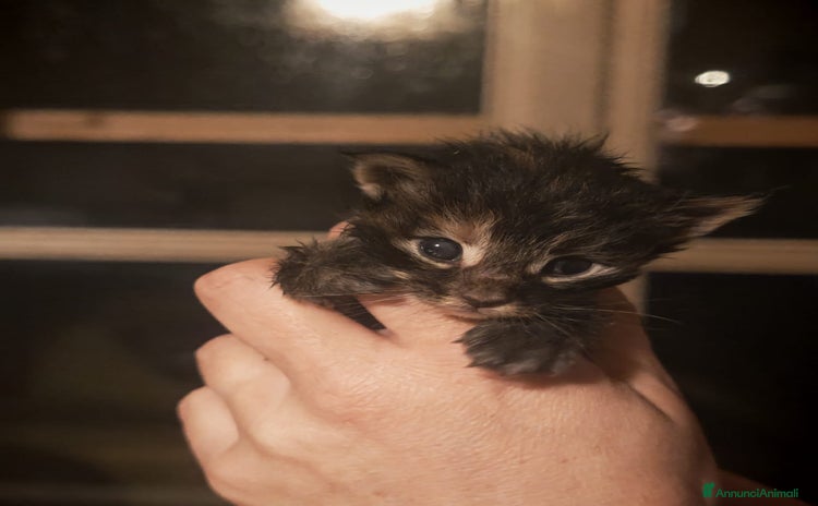 Maine Coon gatti - Annuncio 2