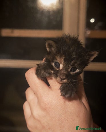 Maine Coon gatti - Annuncio 2